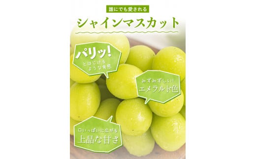 【先行予約】訳あり シャインマスカット 約1.3kg(2房) 岡山《9月中旬～11月中旬頃出荷(土日祝除く)》 シャインマスカット マスカット シャインマスカット シャインマスカット シャインマスカッ