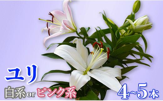 
ユリ（4～5本） 白・ピンク系 ゆり 百合 花 つぼみのまま 生花 八街 千葉
