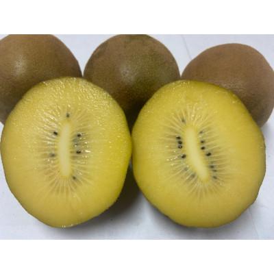 ふるさと納税 小豆島町 【さぬき讃フルーツ】さぬきゴールドキウイ 約3.5kg