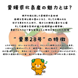 【先行予約】 愛果28号 お試し3個入りセット 【DCR016】