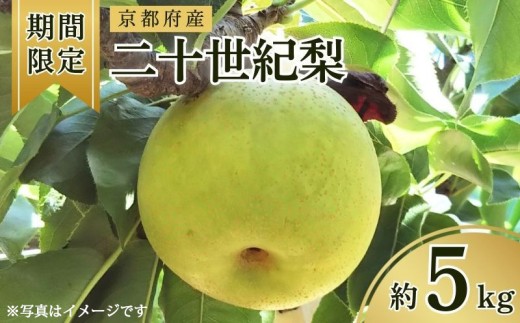 【期間限定】 京都府産 二十世紀梨 約5kg（10玉～16玉入り） （梨 20世紀梨 なし ナシ フルーツ 果物 くだもの 秋 旬 京都 京丹後産 直送 