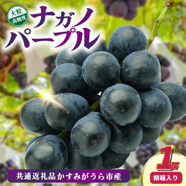 【ふるさと納税】ナガノパープル桐箱入り1房　県内共通返礼品:かすみがうら市産【配送不可地域：離島・沖縄県】 (BR163)