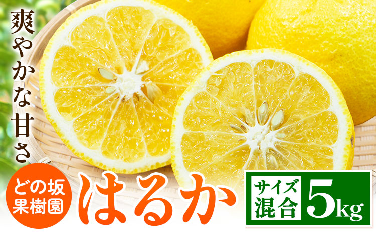 はるか 約 5kg サイズ混合 どの坂果樹園《3月上旬-5月下旬頃出荷》 和歌山県 日高川町 はるか 旬 柑橘 フルーツ 果物---wshg_dsk13_ab35_23_11000_5kg---
