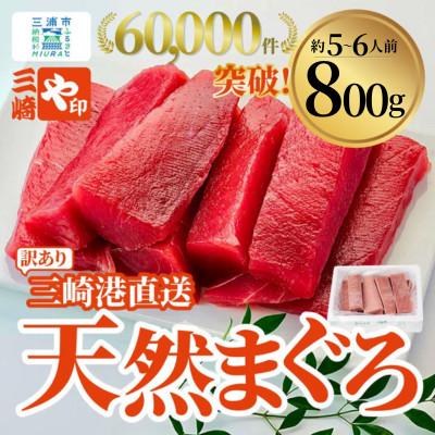 ふるさと納税 三浦市 【訳あり】老舗三崎まぐろ問屋から直送!新鮮天然マグロ赤身サク 800g