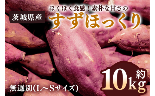 さつまいも すずほっくり 約10kg 無選別 (L～Sサイズ) 茨城県産 ホクホク 食感 焼き芋 天ぷら 大学芋 しっとり 舌触り 自然の甘み 野菜 サツマイモ 茨城県 潮来市 (A52-002)