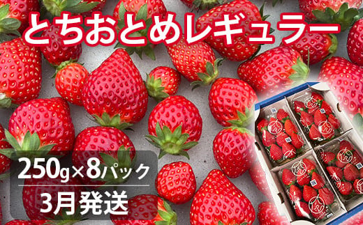 【3月発送】とちおとめレギュラー 250g×8パック