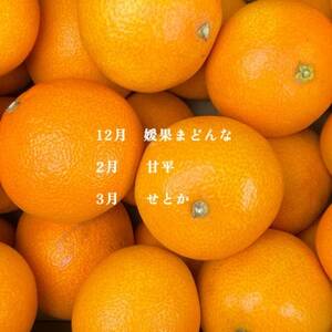 【発送月固定定期便】旬の高級柑橘をお届け。柑橘定期便【新口農園厳選】【G70-42】全3回【4055160】