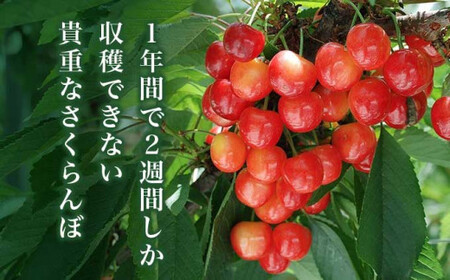 先行受付！旬のさくらんぼ 約500g［小布施屋］ 佐藤錦、紅秀峰、紅佐藤、紅香、サミット など くだもの 果物 サクランボ バラ詰め 令和8年産 【2026年6月中旬～7月中旬発送】[A-1]