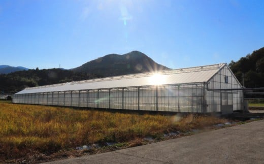 【4月〜8月頃発送】＜約1.2kg×3回 定期便＞訳あり アイメック フルティカ トマト＞ましまファーム ミニトマト フルーツトマト 【常温】送料無料 ワケあり 規格外