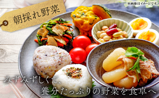 益田の春夏秋冬を味わう、味が濃くておいしい旬野菜です！