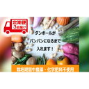 【ふるさと納税】野菜 定期便 3ヶ月 2～4名様向け 野菜6種 セット＋加工品 旬の野菜 生野菜 やさい 新鮮 鮮度 産地直送 詰め合わせ 冷蔵 千葉 定期 お楽しみ 3回　定期便・千葉市