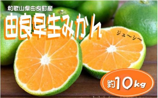 【先行予約】和歌山由良町産 由良早生みかん 約10kg  訳あり キズ 御家庭用 サイズ混合【sml136】