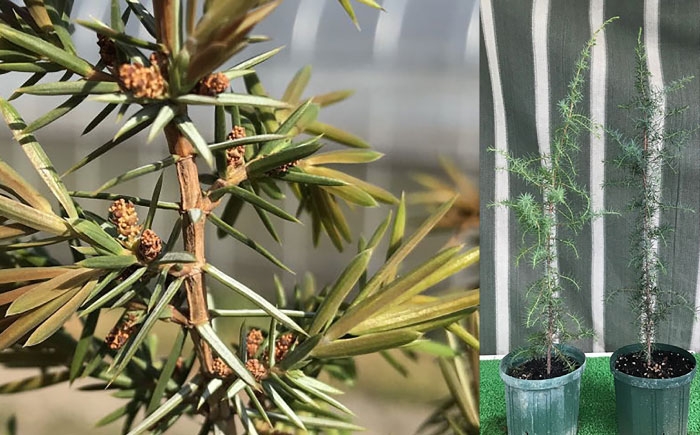 
            ジュニパーベリー大苗(西洋ネズ) オス木メス木 各1本セット 樹高70cm前後 苗 苗木 口径18cm スリット鉢植え / 庭木 植木 木 ベリー berry べりー じゅにぱー ジュニパーベリー 木 栽培 セット 本格 鉢 鑑賞 料理 蒸留酒 ジン 実 収穫 自作 飲み物 香り 自家受粉 肉料理 ソーセージ マリネ ザワークラウト ピクルス【Herb＆Rose】 [BHCQ003]
          