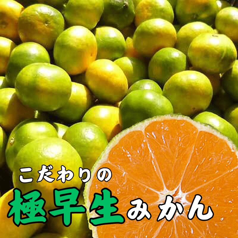 【ふるさと納税】 【2026年秋・発送分！】 極早生みかん【選べる容量】※北海道・沖縄・離島配送不可 / 温州みかん 蜜柑 ミカン 柑橘 由良町 果物 フルーツ 産地直送 和歌山県 ※2026年9月下旬より順次発送予定（お届け日指定不可）