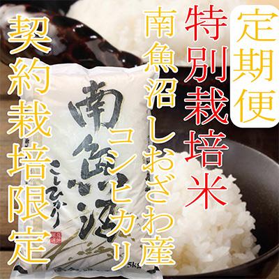 ふるさと納税 南魚沼市 【毎月定期便】【特別栽培米5Kg】生産者限定 南魚沼しおざわ産コシヒカリ全12回