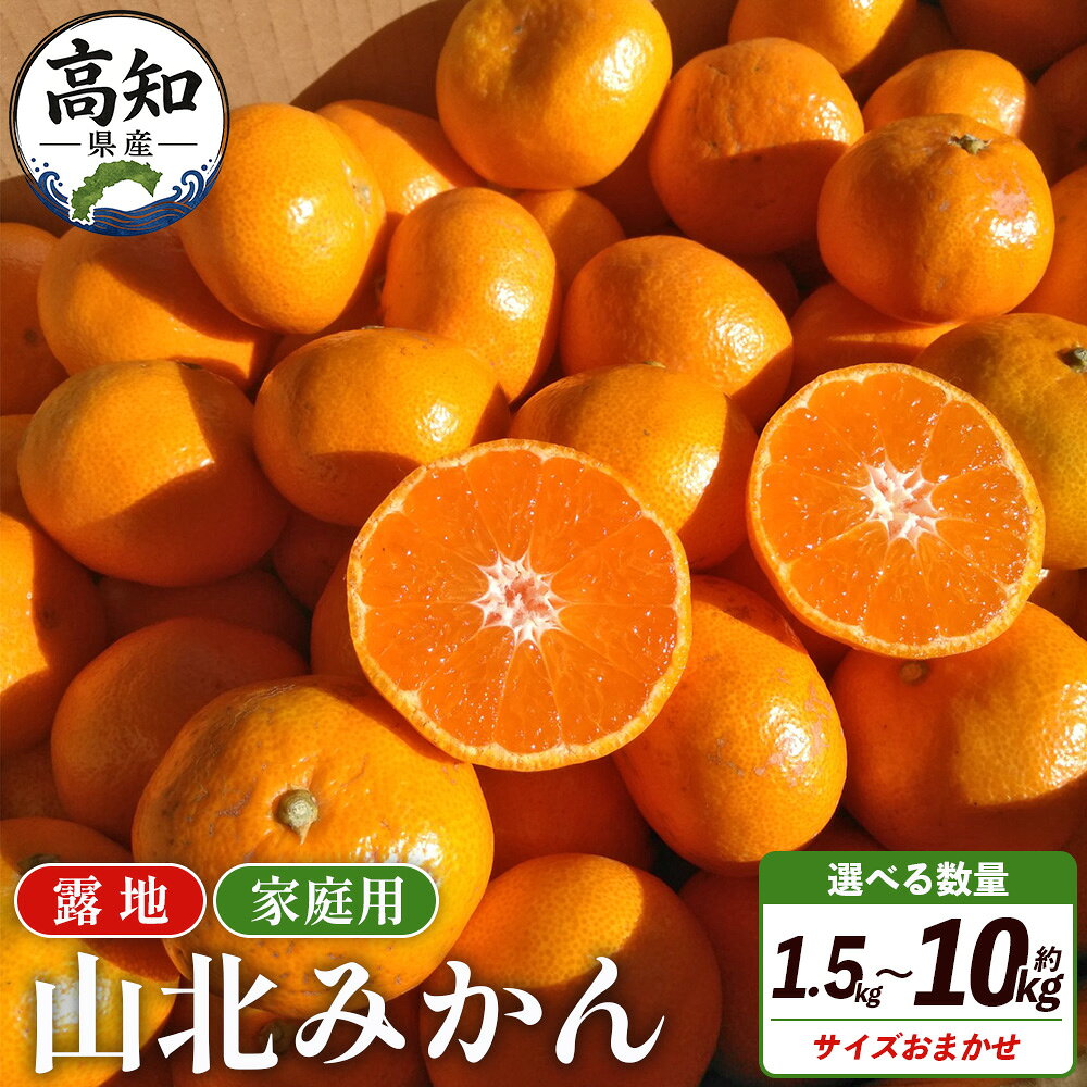 【ふるさと納税】山北みかん（露地）家庭用（選べる：約1.5kg/3kg/5kg/10kg）サイズおまかせ - 山北みかん みかん 蜜柑 ミカン 果物 くだもの フルーツ 訳あり ご自宅用 mikan 温州みかん ふるさと納税みかん 国産 高知県産 さくら青果店 高知県 香南市【常温】