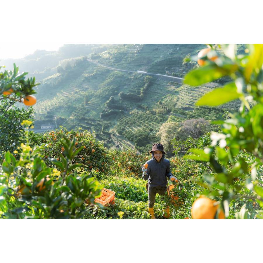 ＜無茶々園＞見た目は悪いが味は絶品　温州みかん（南柑20号）3kg