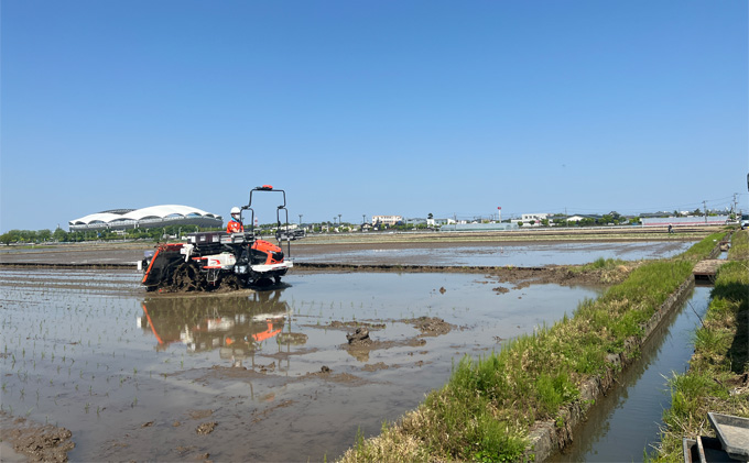 【アルビ米】新潟産コシヒカリ精米2kg×2袋