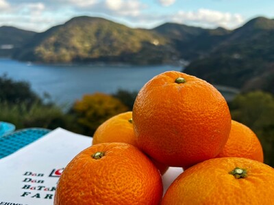 【先行予約】【訳あり】伊予柑 約10kg | 柑橘 みかん 果物 フルーツ 愛媛県産 農家直送　※離島への配送不可　※2026年1月中旬から順次発送予定  IKTAU002