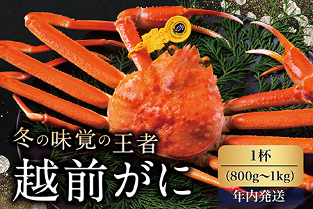 【年内発送】越前がに（オス）「ずわいがに」大サイズ（800g-1kg） 1杯