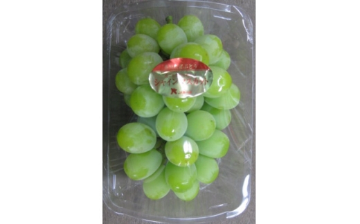 ＜小分けパック入り＞パクパク食べれる・シャインマスカットパック　約1.2kg以上【1694729】