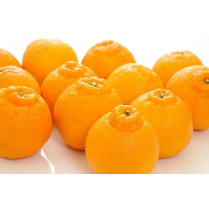 【大人気】和歌山有田の濃厚デコポン　15～24玉(約5kg)※2027/1/25～3/31（順次発送予定）【ard005C】