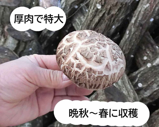 原木しいたけ栽培セット もっと美味しく、肉厚に BCEXL2 ※離島への配送不可 | きのこ 椎茸 しいたけ シイタケ 原木 栽培 キット 食物繊維 栄養 健康 食育 産地直送 茨城県 古河市 _DR