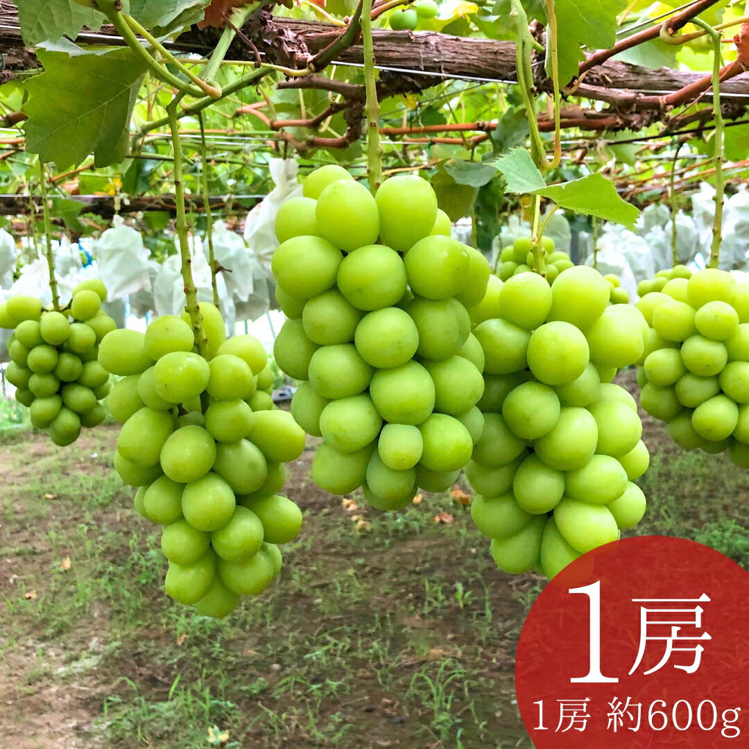 【ふるさと納税】＊先行予約＊ 大房シャインマスカット 1房 約600g [2025年発送分] 令和7年産 大房 シャインマスカット 新潟 三条 燕三条 果物 [こひなた果樹園] 【010S600】