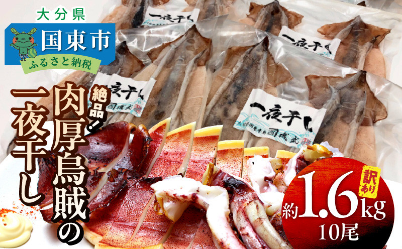 
【訳あり】絶品！肉厚烏賊の一夜干したっぷり10尾/約1.6kg _2367R
