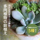 【ふるさと納税】地元の 花屋さん お薦め の 多肉植物 Aセット（5種類以上） 【チトのゆび】お楽しみ おまかせ お任せ 観葉植物 鉢 母の日 父の日 敬老の日