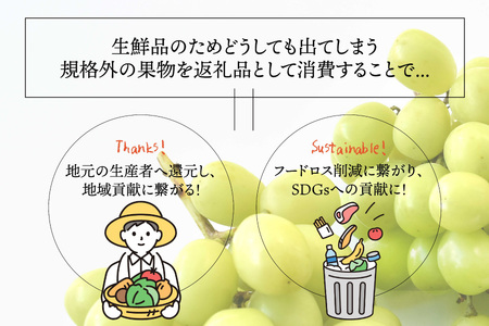 【2026年発送】 訳あり 粒 シャインマスカット 予約 約 1kg 家庭用 NS-1004 [韮崎翠緑 山梨県 韮崎市 20743061]