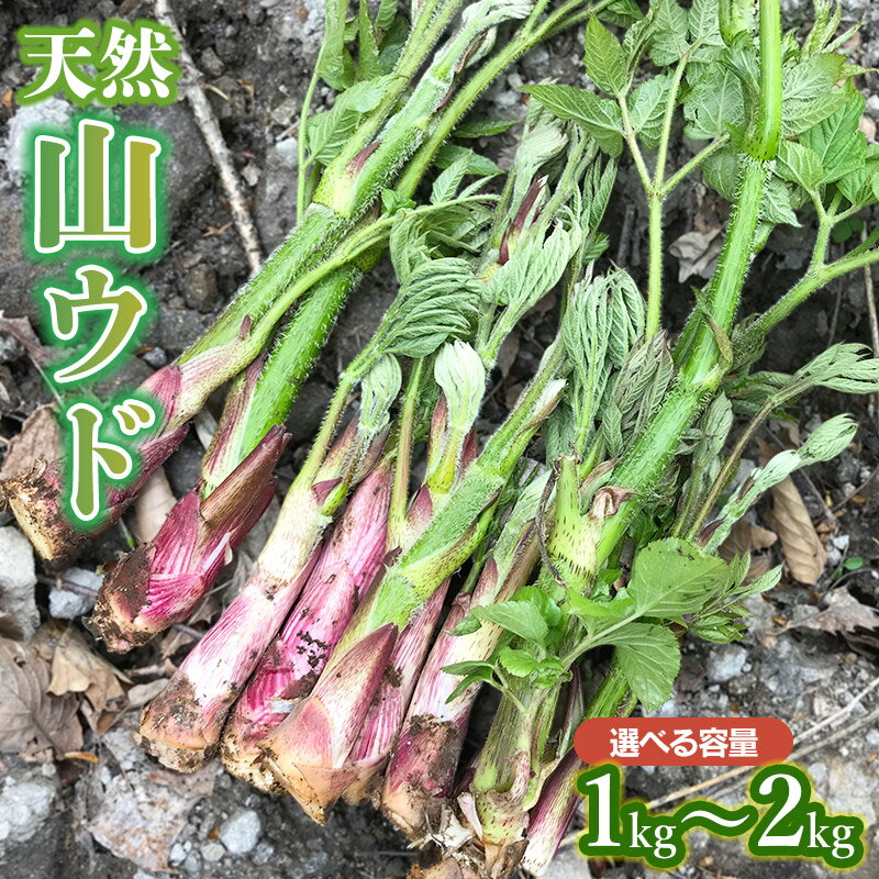 【ふるさと納税】【令和8年産先行予約】天然 山ウド 【1kg〜2kg】　わかば屋　2026年
