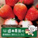 【ふるさと納税】産地直送!!栃木県遠井農園の美味しいとちおとめ【270g×4パック(2箱)】【配送不可地域：離島】【1518944】