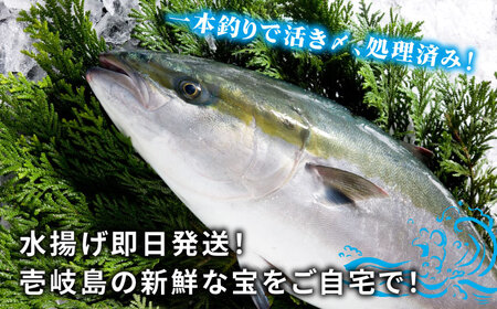 【11/1〜1/15お届け 年末年始用】壱岐島産天然寒ブリ（一本丸ものサイズ13キロ台 半身ブロック）《壱岐市》【壱岐島 玄海屋】[JBS122]