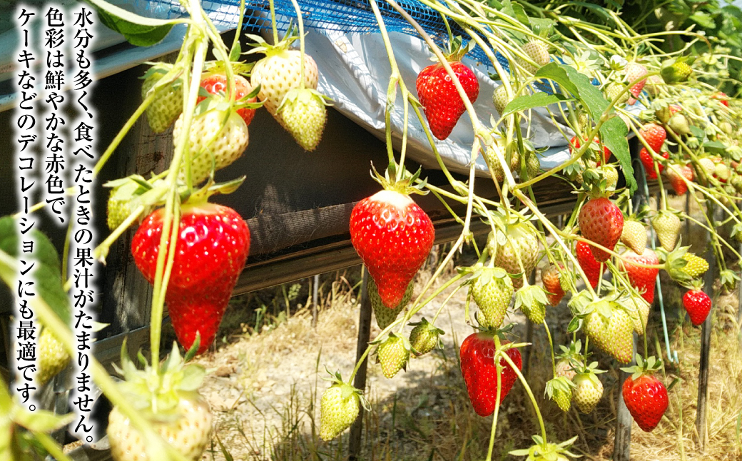 【贈答用】いちご ゆめの香 計30粒（15粒×2パック）化粧箱入 ／ イチゴ 苺 フルーツ 果物 くだもの わたる農園 長崎県 長崎市【2025年11月下旬-2026年3月下旬迄発送予定】