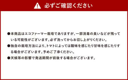 ソムリエ ミニトマト ダイヤ 3kg とまと トマト 野菜 やさい 熊本県産 国産 【2024年12月上旬発送開始】