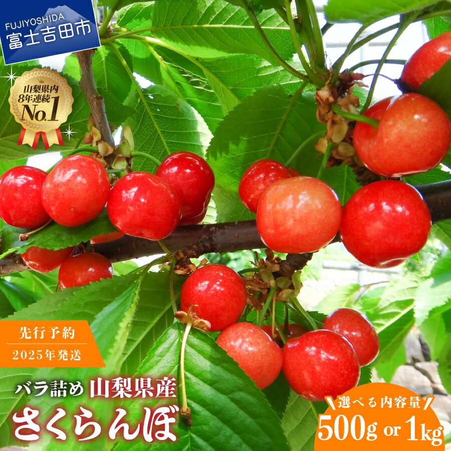 【ふるさと納税】 さくらんぼ 2025年発送 先行予約 紅秀峰 大粒 6月 選べる容量 500g 1kg 富士吉田市 バラ詰め 数量限定 期間限定 富士吉田 サクランボ 山梨県産 フルーツ 産地直送 果物 くだもの 富士吉田
