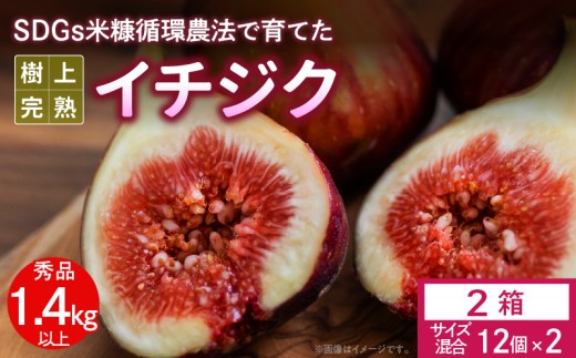 SDGs米糠循環農法で育てた樹上完熟イチジク秀品700g以上（サイズ混合12個）×2箱　潰れにくいイチジク専用容器入り【産地直送2026年8月より順次出荷】_ サイズ混合 12個 × 2箱 SDGs 米糠循環農法 樹上完熟 桝井ドーフィン フルーツ 果物 潰れにくい 専用容器 宙吊り包装 ギフト 福岡 久留米 送料無料 産地直送_Gv041