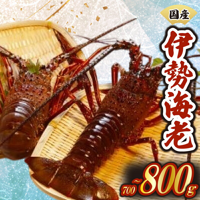 【ふるさと納税】 厳選 伊勢海老 1~3匹 約700~800g 天然 新鮮 海鮮 魚介類 刺身 刺し身 国産 漁師厳選 伊勢エビ いせえび 海老 エビ 生きたまま発送 刺身 焼き物 お味噌汁 鍋 ボイル エビフライ アレンジ可 産地直送 新鮮 絶品 海鮮 常温 ギフト 贈答 高知県 須崎市 MT006