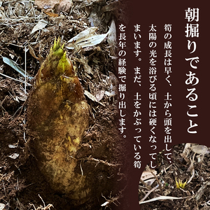 無添加高品質 タケノコ 1.2kg たけのこ | 選べる 容量 800g 1.2kg