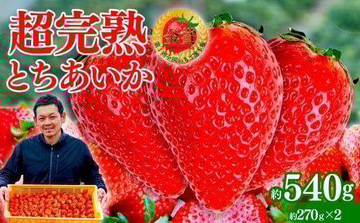 【先行受付：1月中旬以降発送】いちご 「茂木完熟いちご」　美土里農園の朝採れ とちあいか レギュラーサイズ 約270g × 2パック 合計 約540g | いちご イチゴ 苺 とちあいか 完熟 果物 フルーツ くだもの 旬 産地直送 栃木県産 美土里農園 栃木県 茂木町