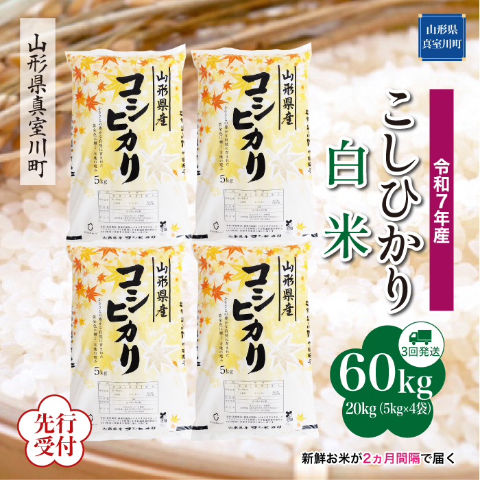 ＜令和7年産米先行受付＞ 真室川町産 こしひかり 【白米】60kg定期便(20kg×3回)　配送時期指定できます！