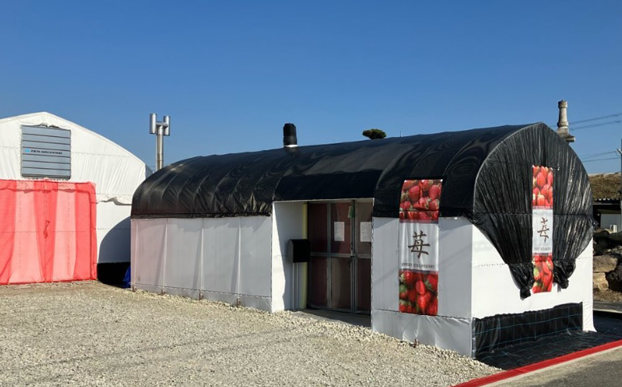 【先行予約】【スターナイト】2パック 2026年3月発送 // 苺 いちご イチゴ ストロベリー スターナイト 奈良 奈良県 広陵町 生産者直送  直送 厳選 数量限定 旬 フルーツ 甘い 完熟 果物