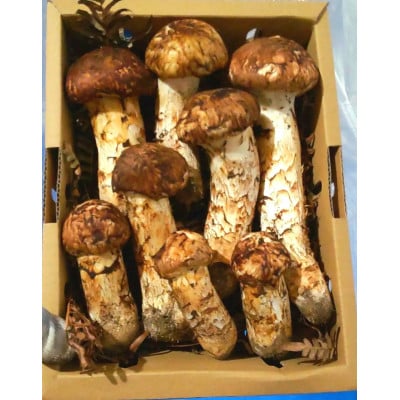 【2026秋発送】産地直送　岩手県岩泉町産まつたけ　ご家庭用不揃いセット1kg【配送不可地域：離島】