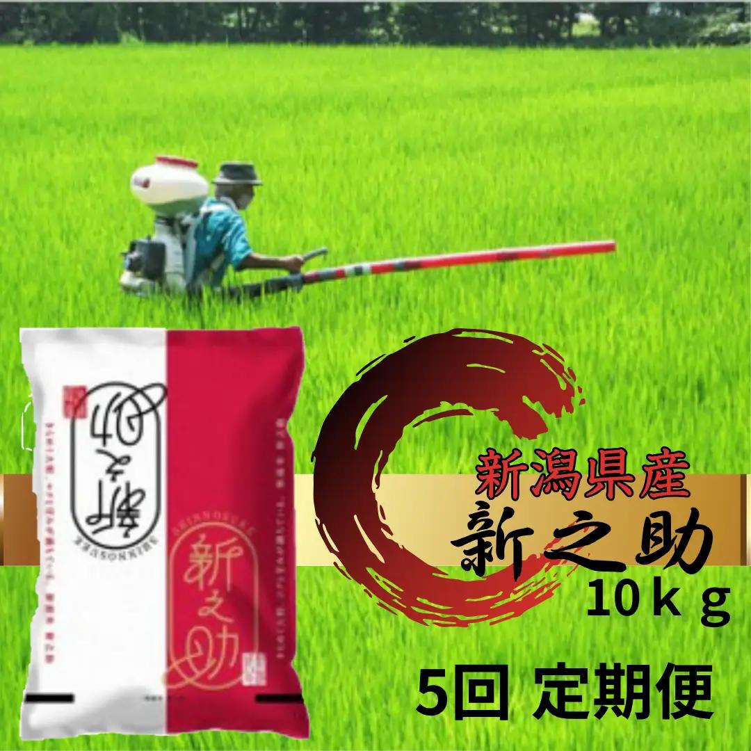 【令和8年産新米予約】【生産者直送】阿賀野市産「新之助」10kg（5kg×2袋） 安田興和農事 白米 精米 新潟県 米 こめ コメ 新米 新米予約 令和8年産 10月下旬より順次発送予定  1W05023