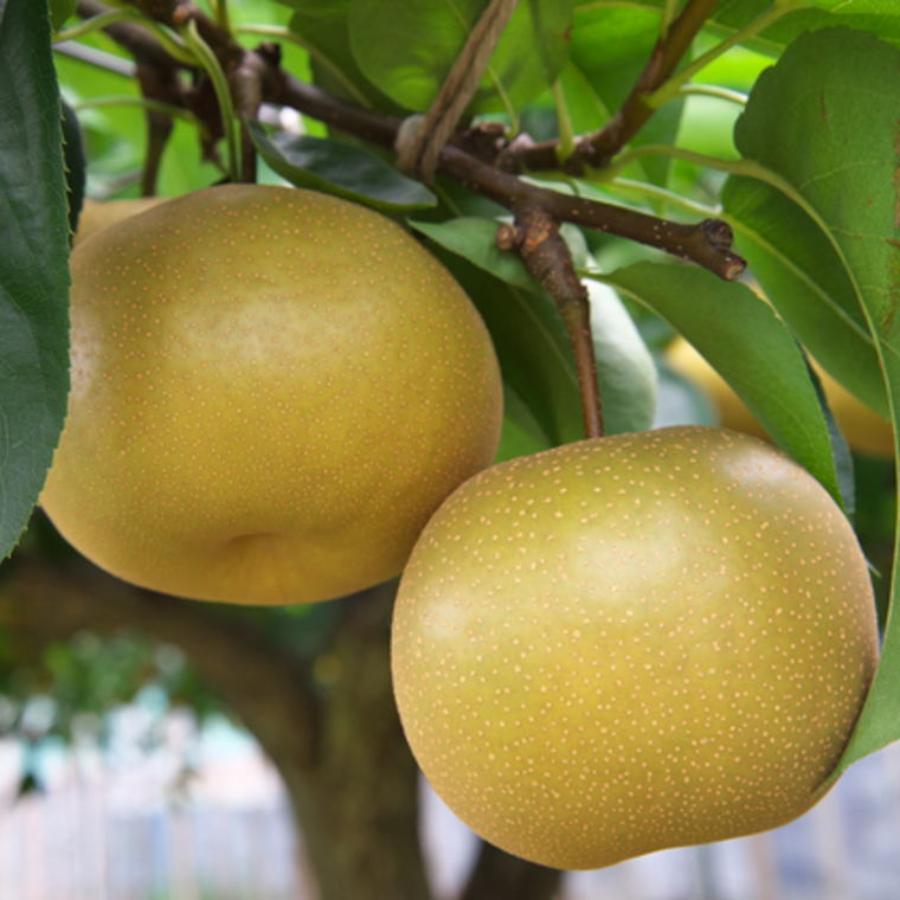 和歌山県産梨（幸水または豊水）秀品2kg