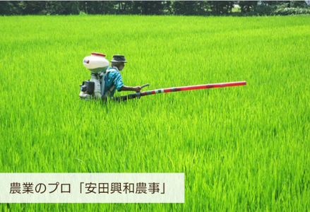 【令和7年産】阿賀野市産「新之助」5kg（5kg×1袋） 安田興和農事 白米 精米 生産者直送 新潟県 米 こめ コメ 1W10016