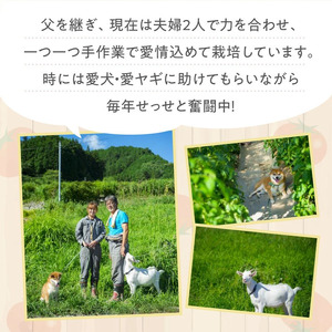 トマト 贈答にもおすすめ そのままでも 美味しい 【石墨清流トマト】糖度9～11度 久万高原町　※離島への配送不可