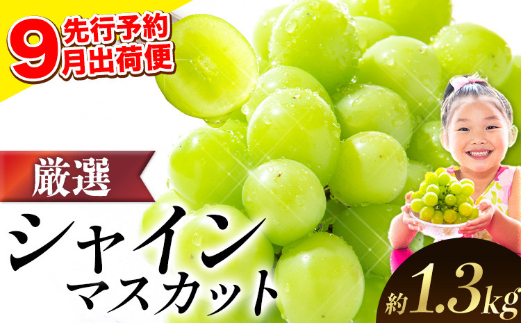 
            【チョイス限定！】シャインマスカット【2025年9月中出荷先行予約】 厳選 シャインマスカット 約1.3kg 2房《9月中出荷予定》ぶどう 種なし ぶどう 岡山 ぶどう 先行予約 ぶどう シャインマスカット 大粒 シャインマスカット 晴王 シャインマスカット 岡山 シャインマスカット ぶどう
          