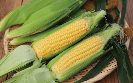 2025年12月～発送 早獲れ スイートコーン 8～12本 田中園芸 010-1797 とうもろこし 野菜 野菜